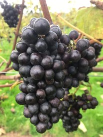 1d2cd51e-8a73-4f49-b2b5-6862b725b440